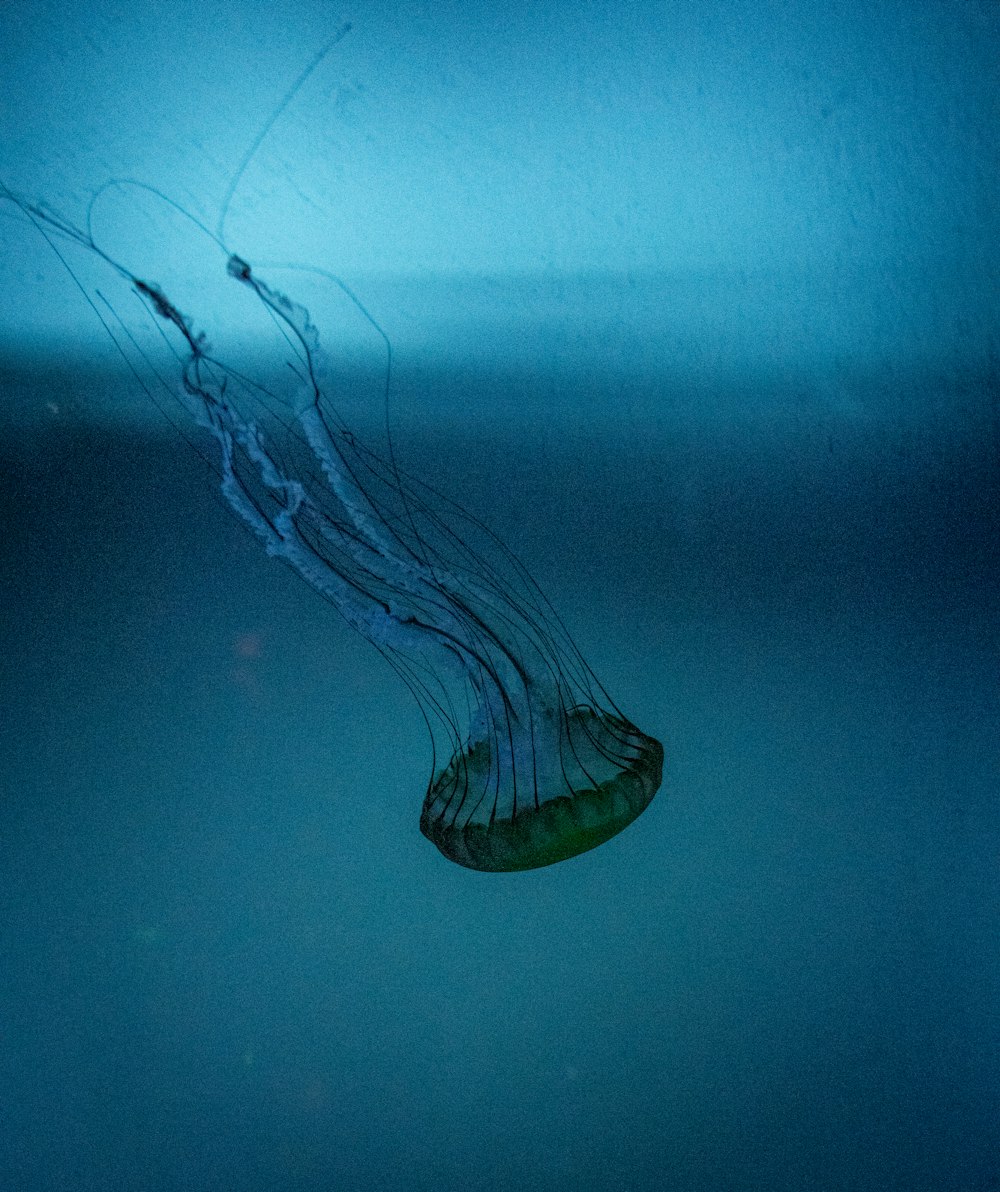 a jellyfish floating in the water at night