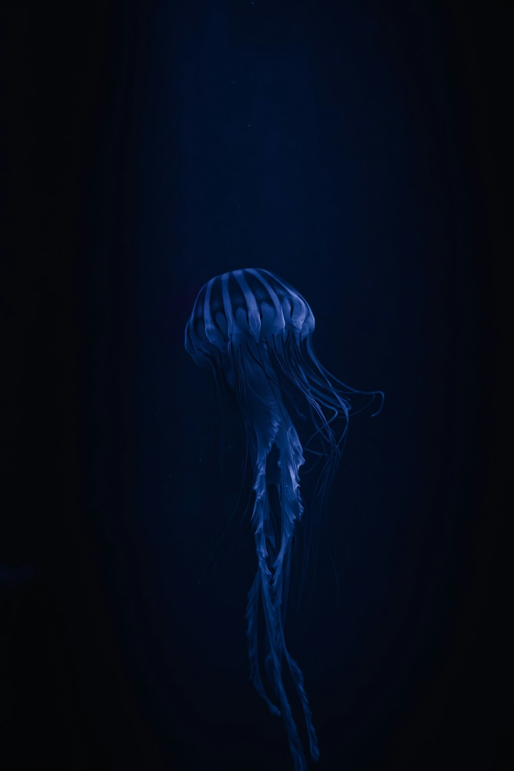 a blue jellyfish floating in the dark water