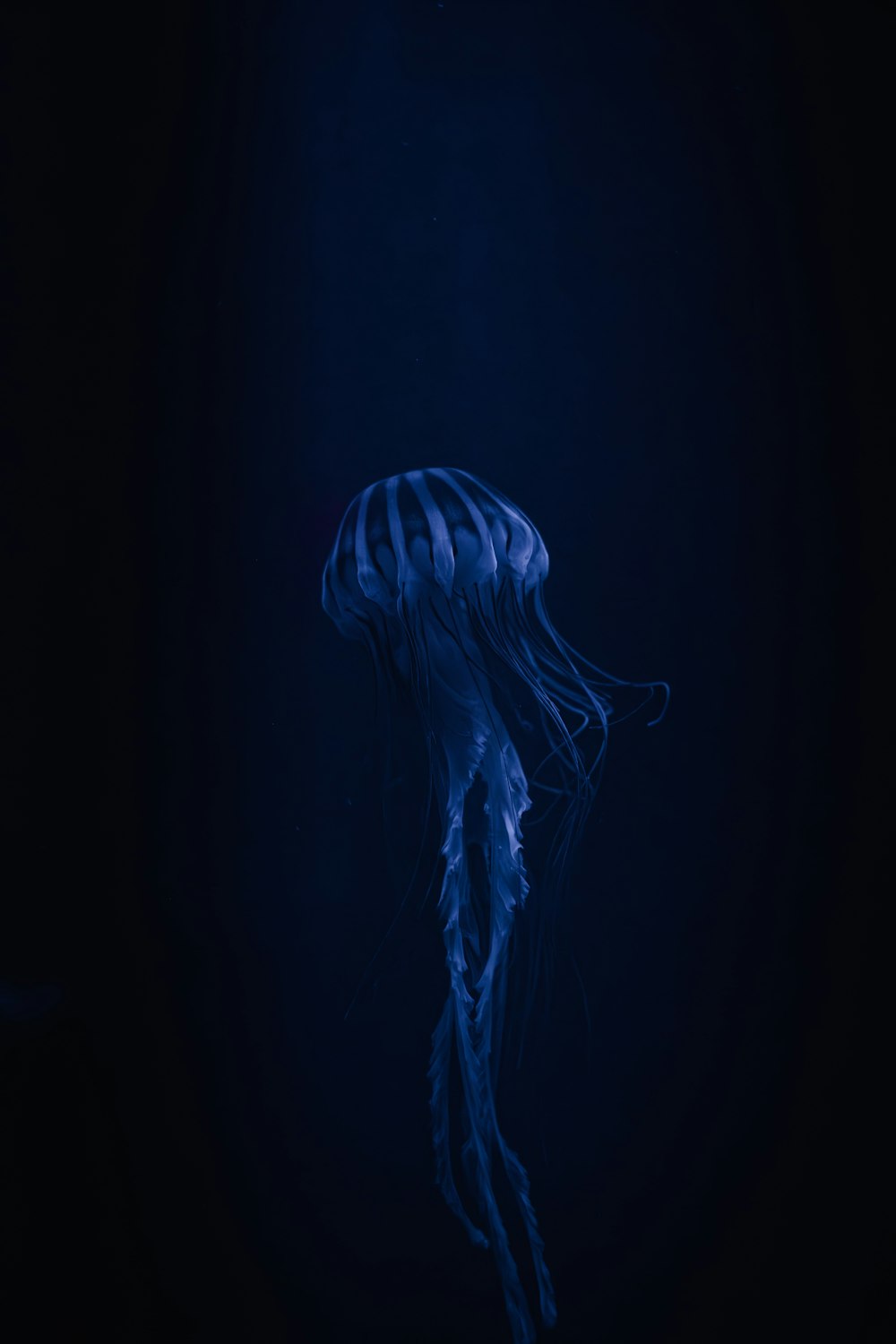 una medusa azul flotando en el agua oscura
