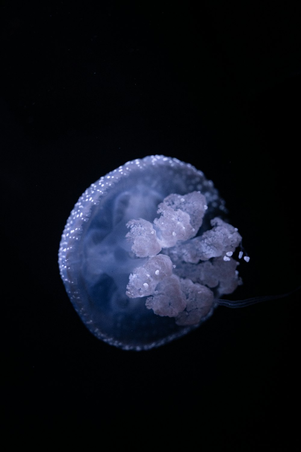 Eine Qualle schwimmt im dunklen Wasser