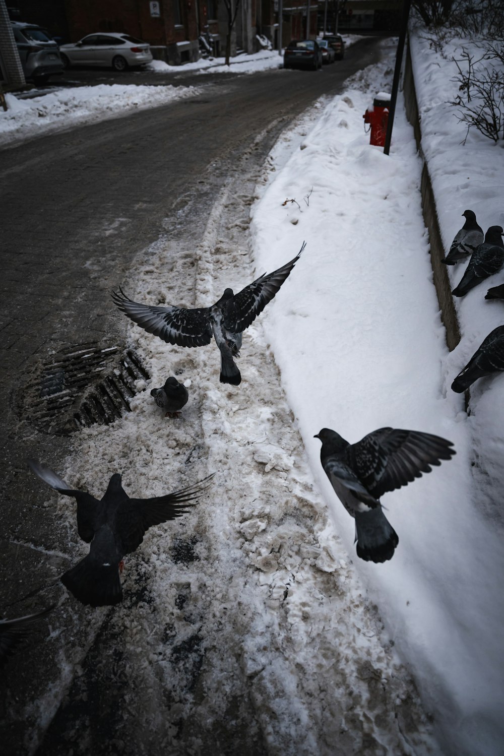 a flock of birds flying over a snow covered road