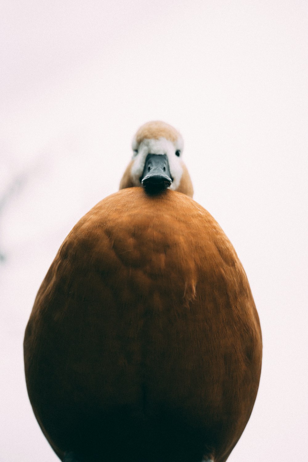 a close up of a bird on a pole