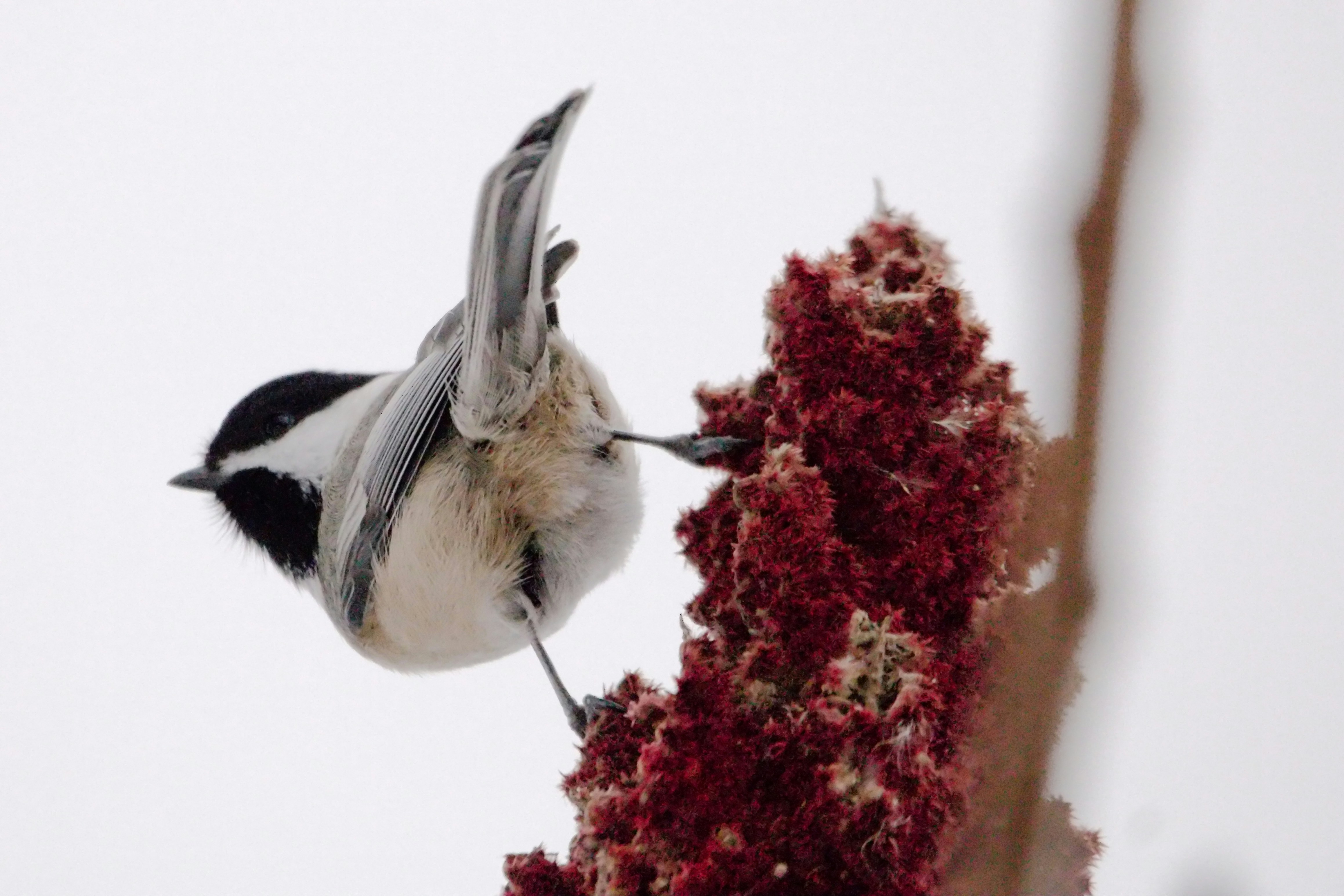 10 Bird Feeding Tips for Choosing the Right Seeds for Beginners