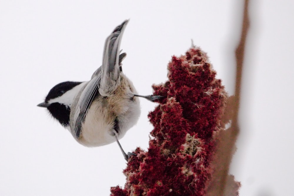 a black and white bird perched on top of a tree