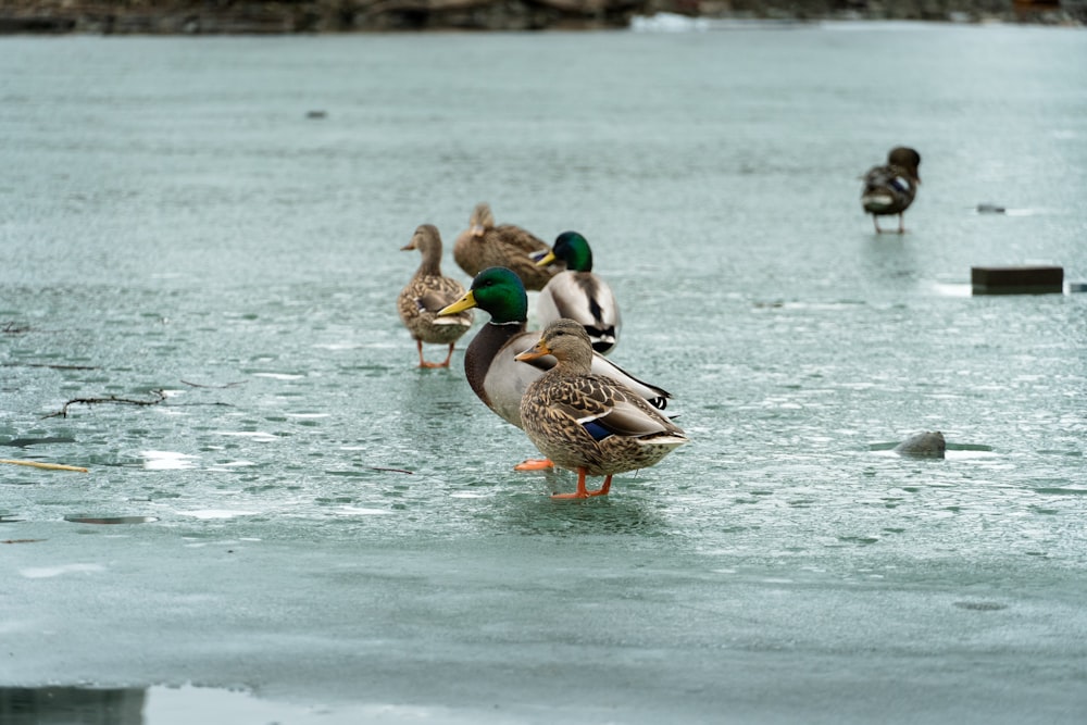 a group of ducks standing on top of a frozen lake