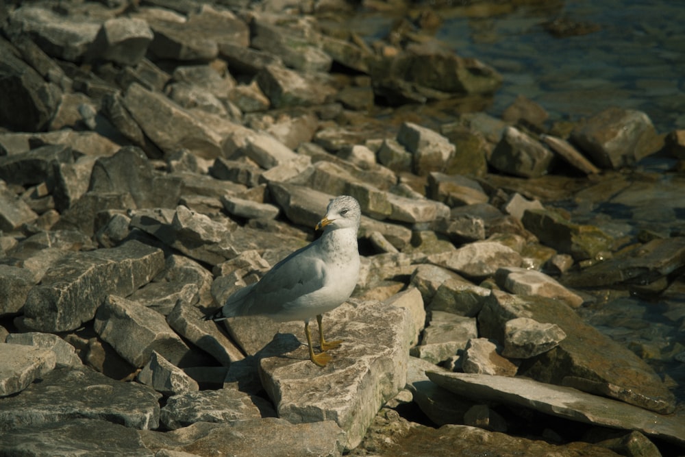 a seagull sitting on a rock near a body of water