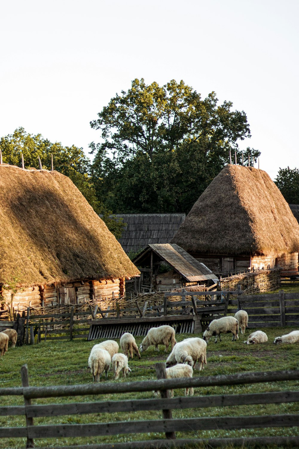 a herd of sheep grazing on a lush green field