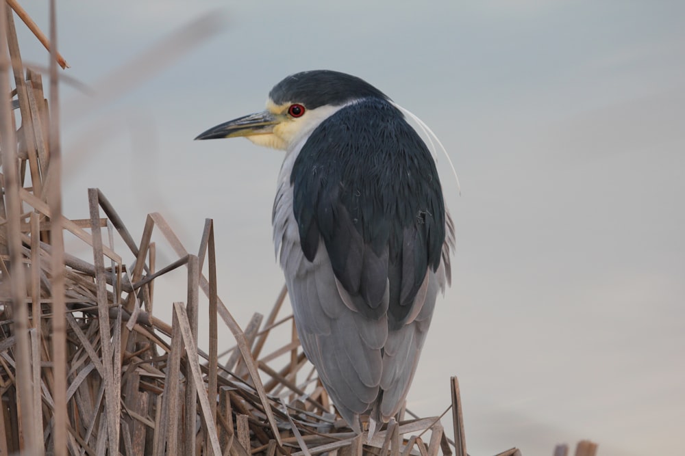 un pájaro sentado encima de una pila de palos