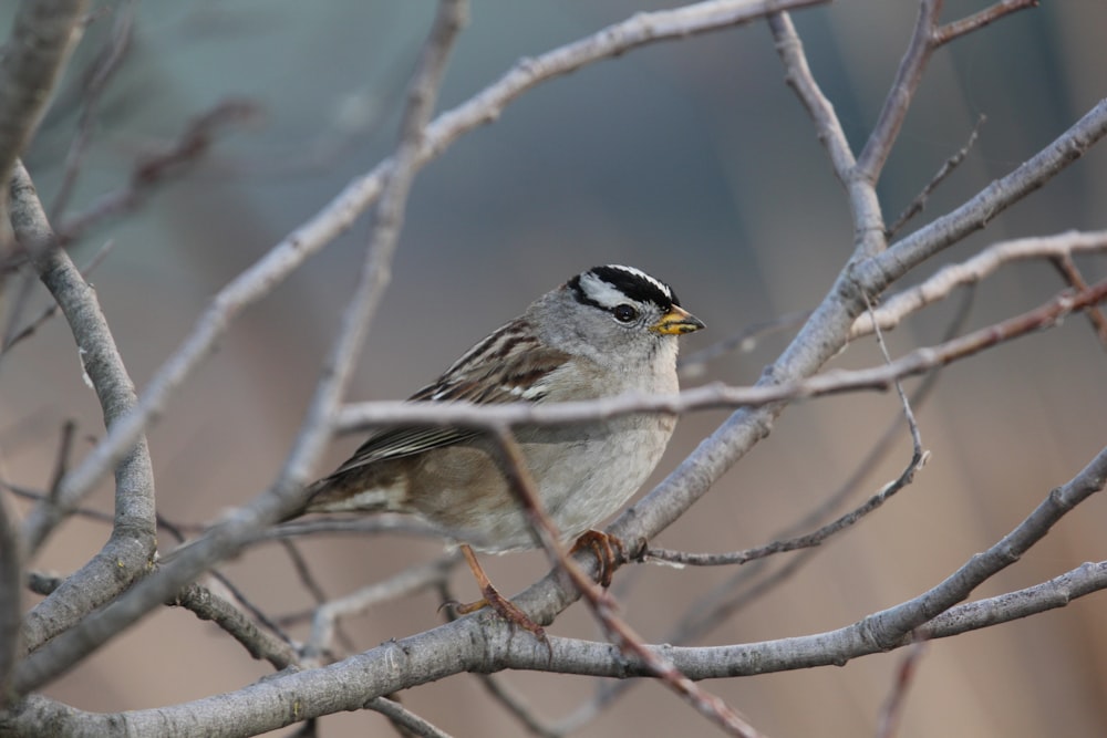 a small bird perched on top of a tree branch