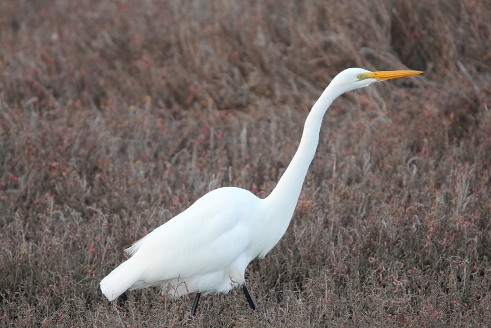 un grande uccello bianco che cammina in un campo