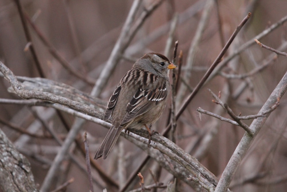 a small bird perched on a tree branch