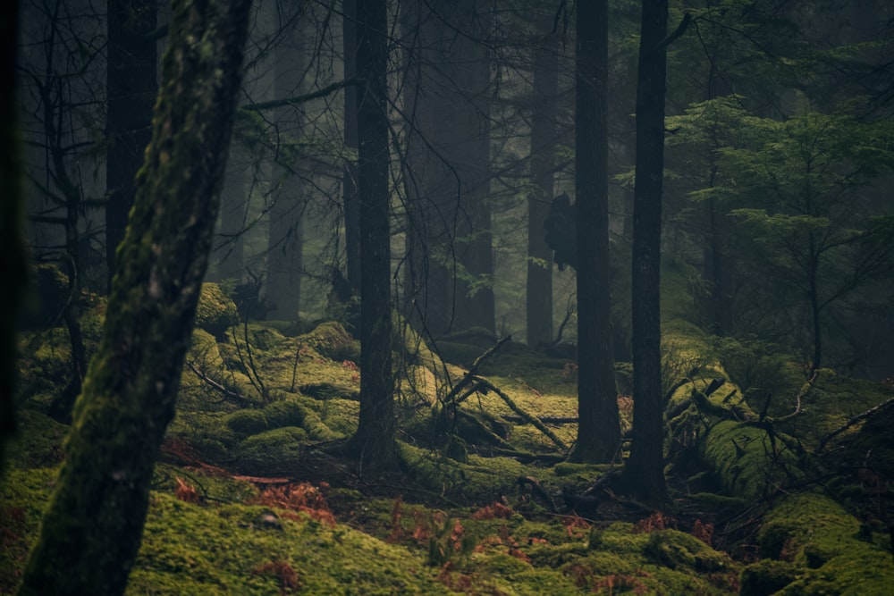 a forest filled with lots of green moss covered trees