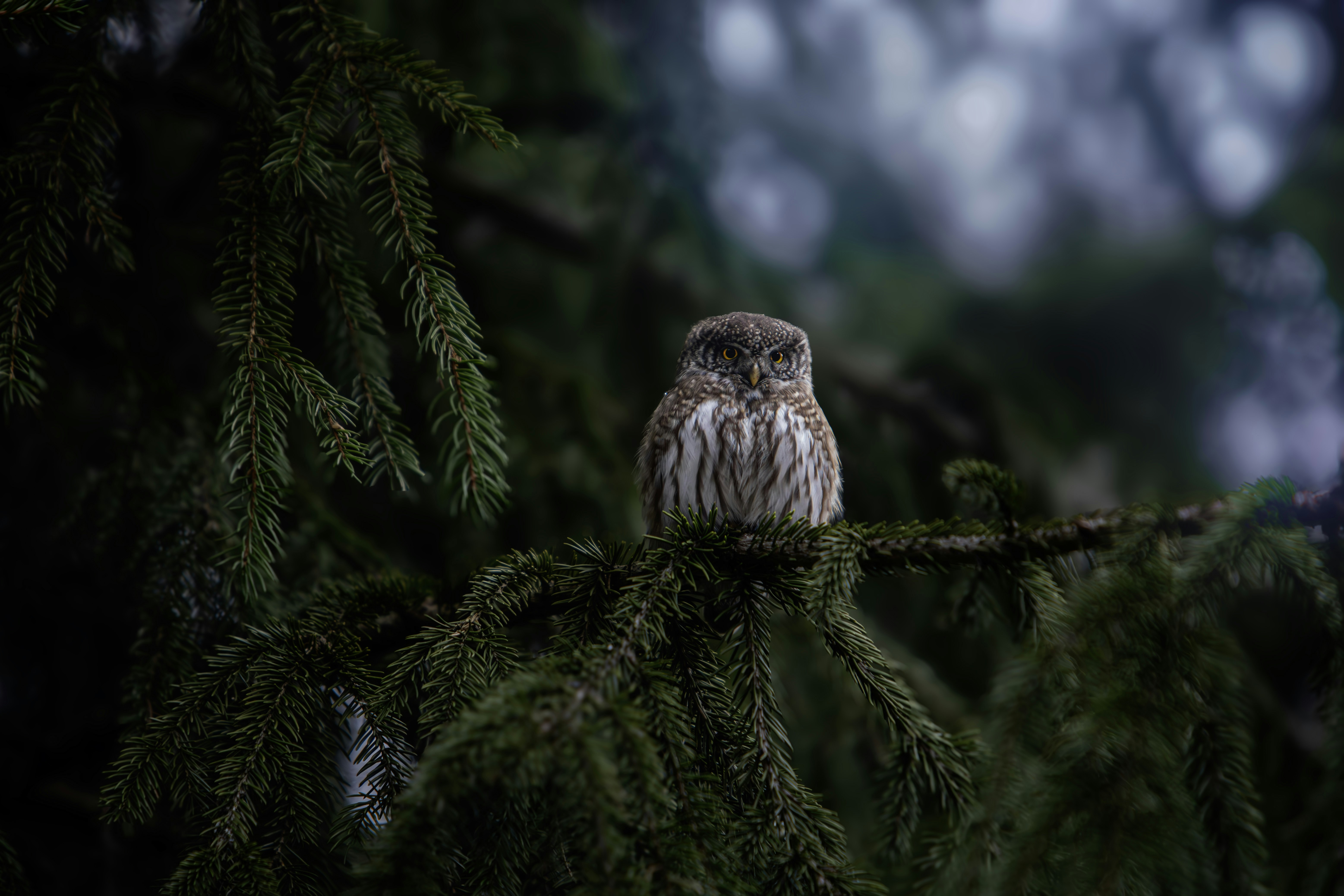 Photo by erik_karits