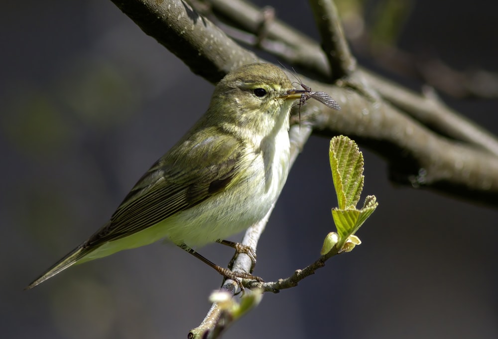 a small green bird sitting on a tree branch