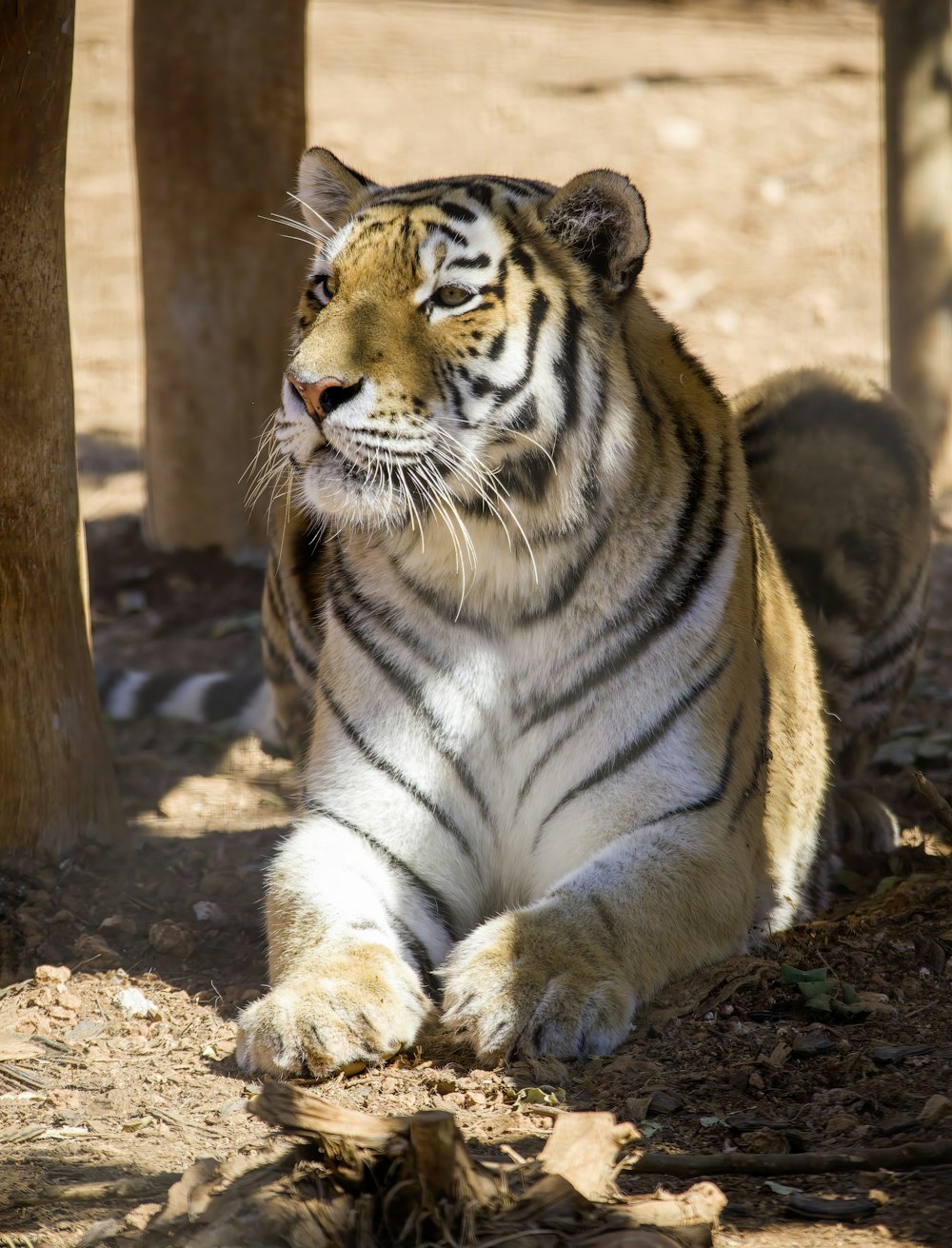 a tiger sitting under a tree in the shade