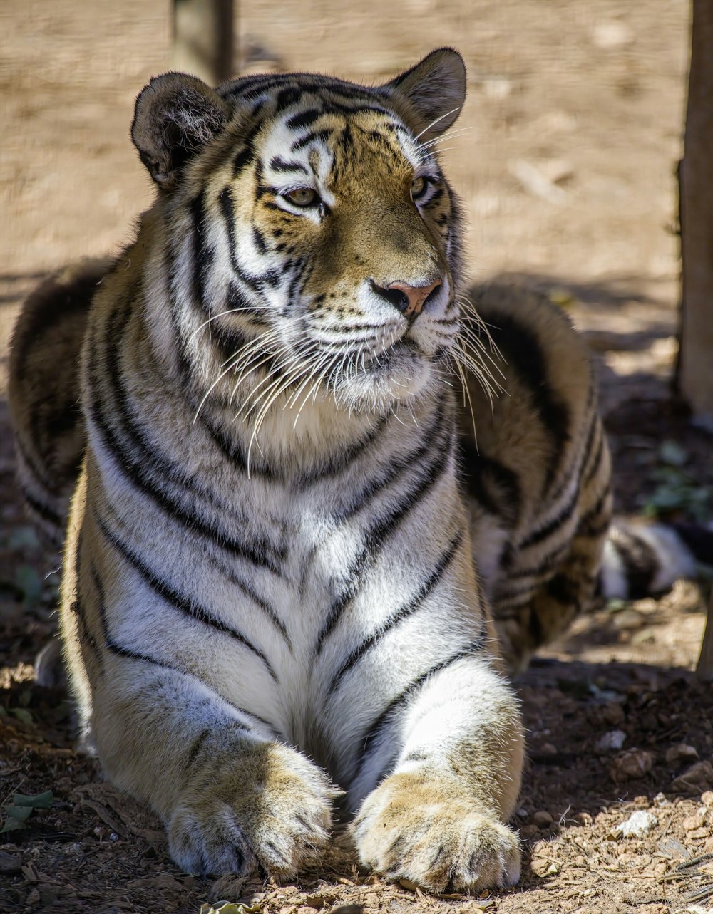 a tiger sitting on the ground in a zoo