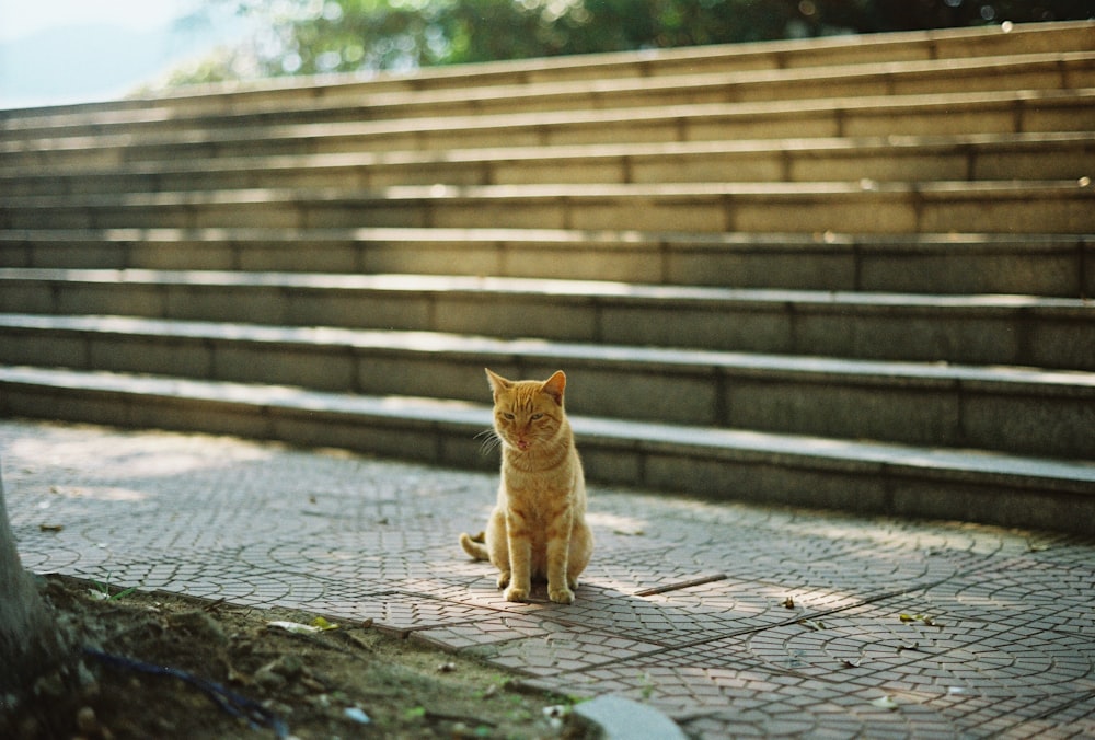 un gato sentado en el suelo frente a unos escalones