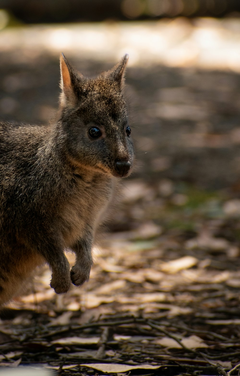 a close up of a small animal on a dirt ground