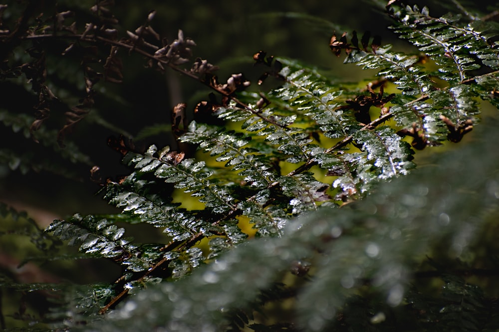 a close up of a leaf with water droplets on it