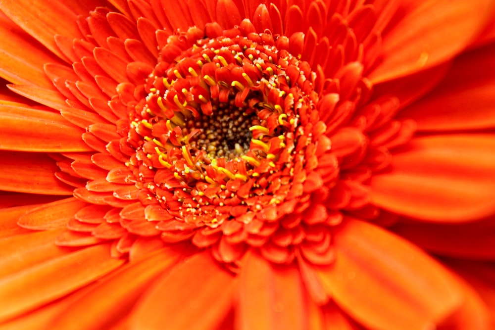 a close up of a bright orange flower