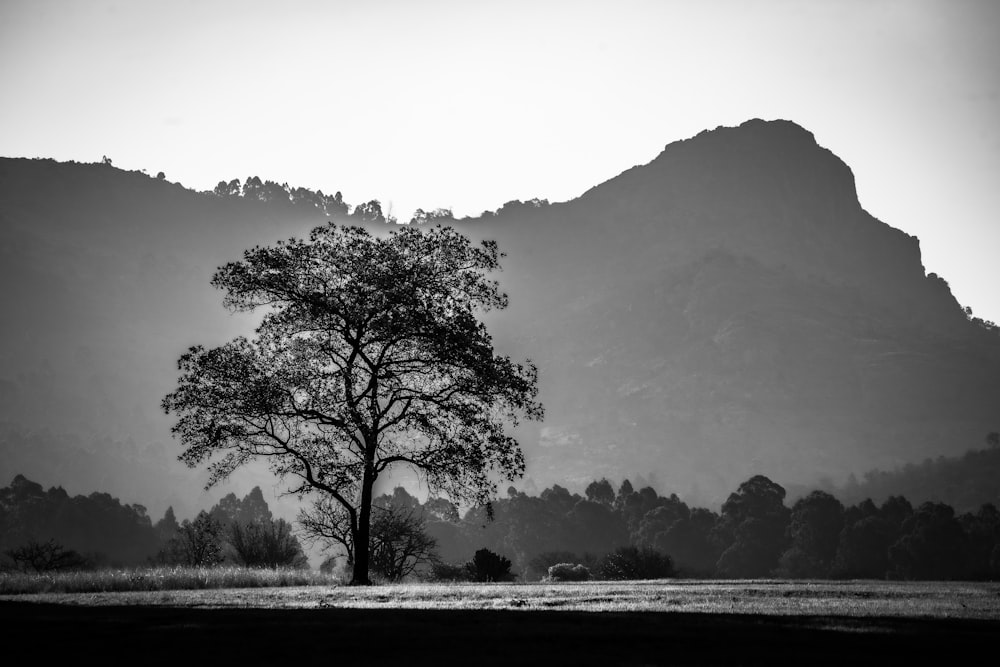 a black and white photo of a tree and mountains