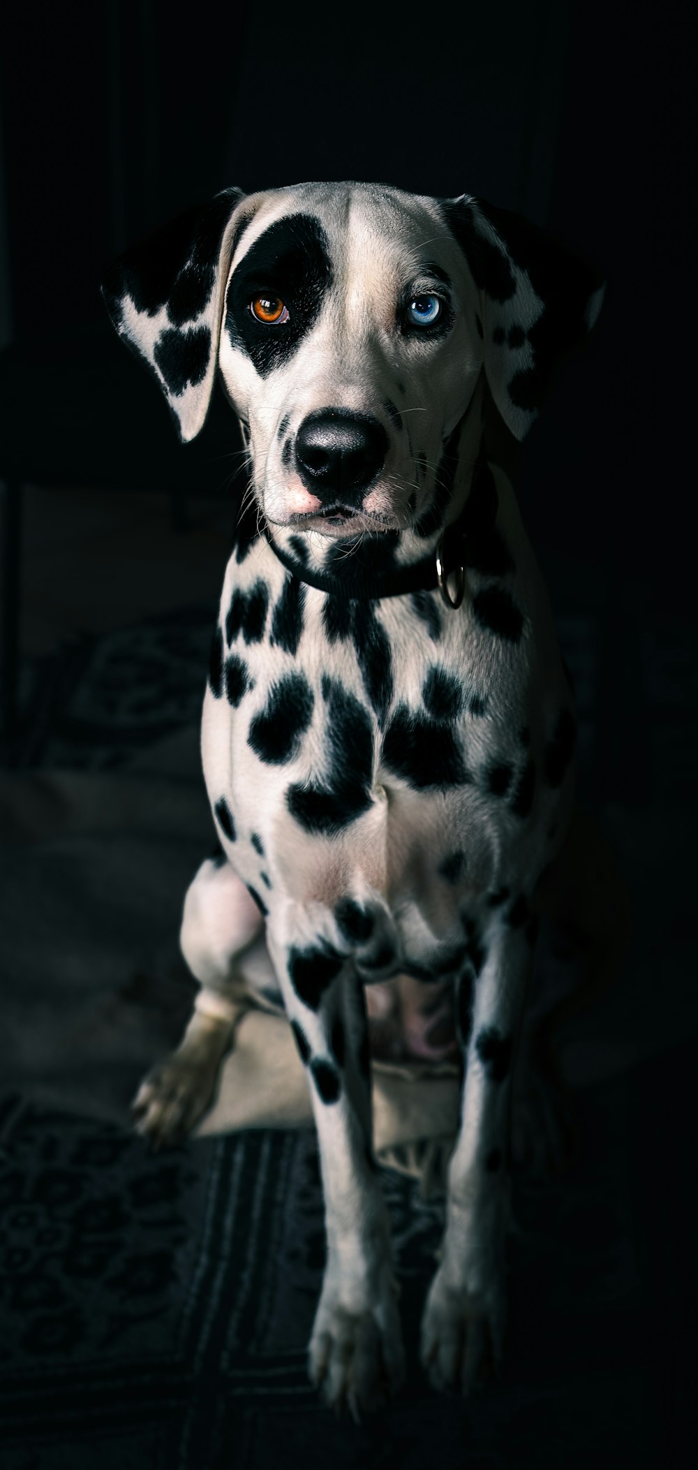 a dalmatian dog sitting on a rug in the dark