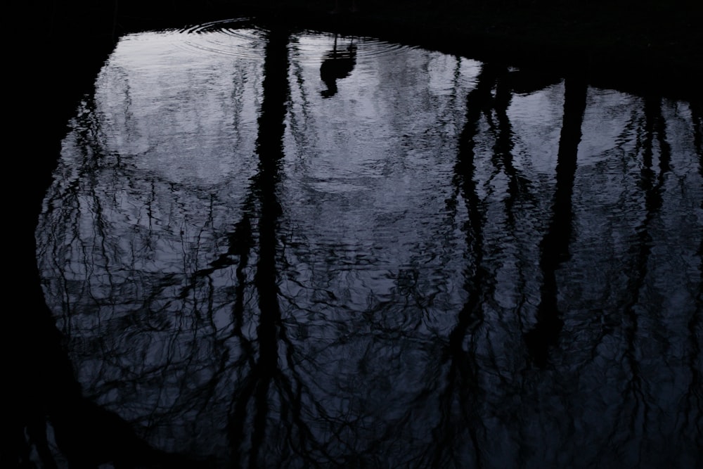 a reflection of a tree in a body of water