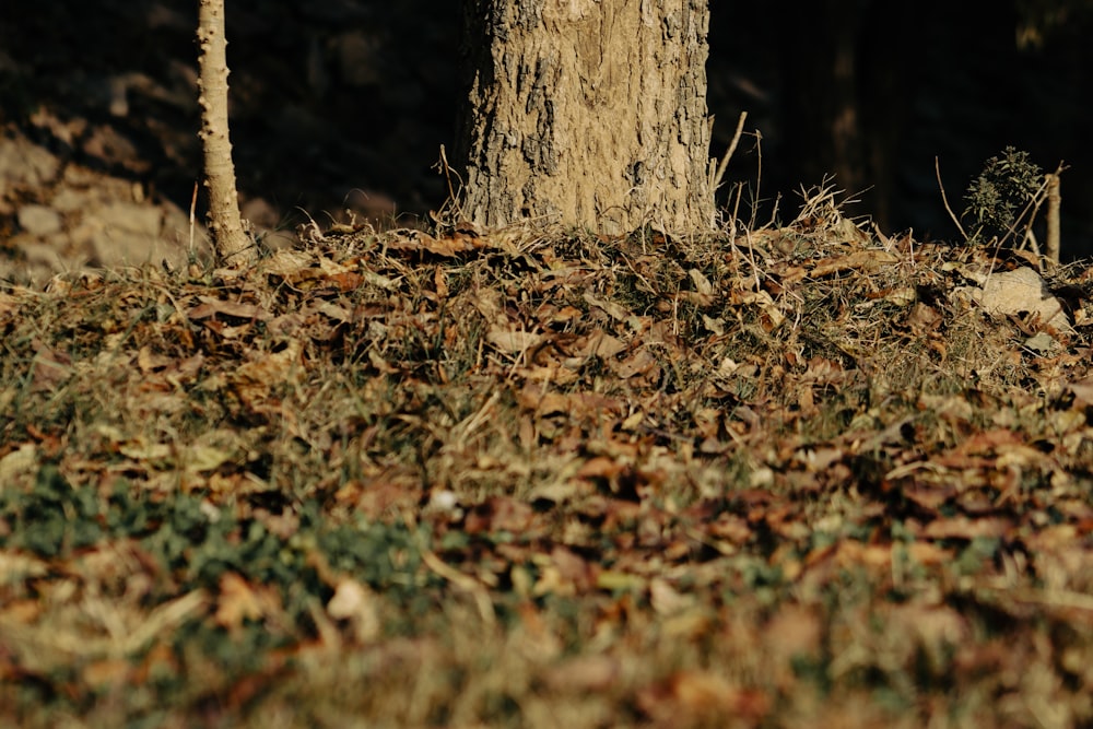 a pile of leaves sitting next to a tree