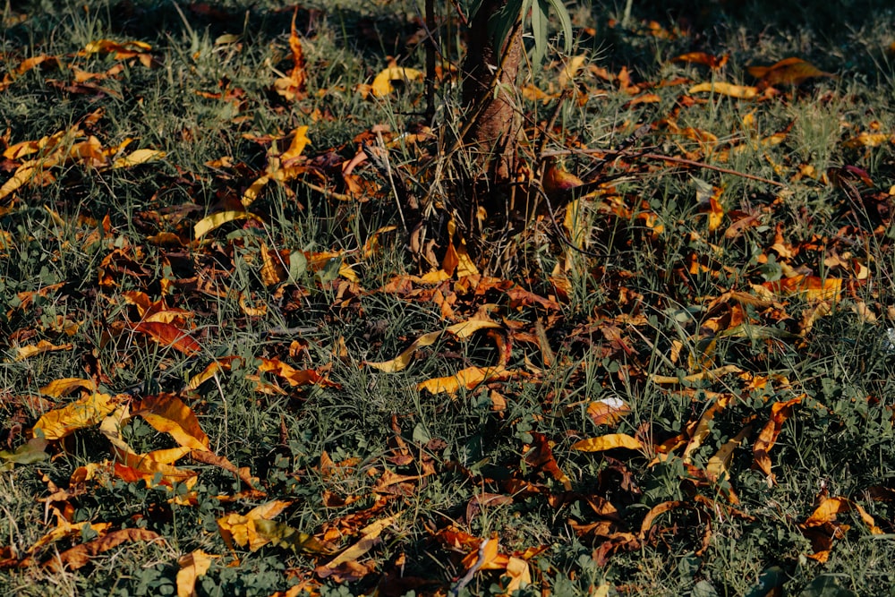 a bunch of leaves that are on the ground