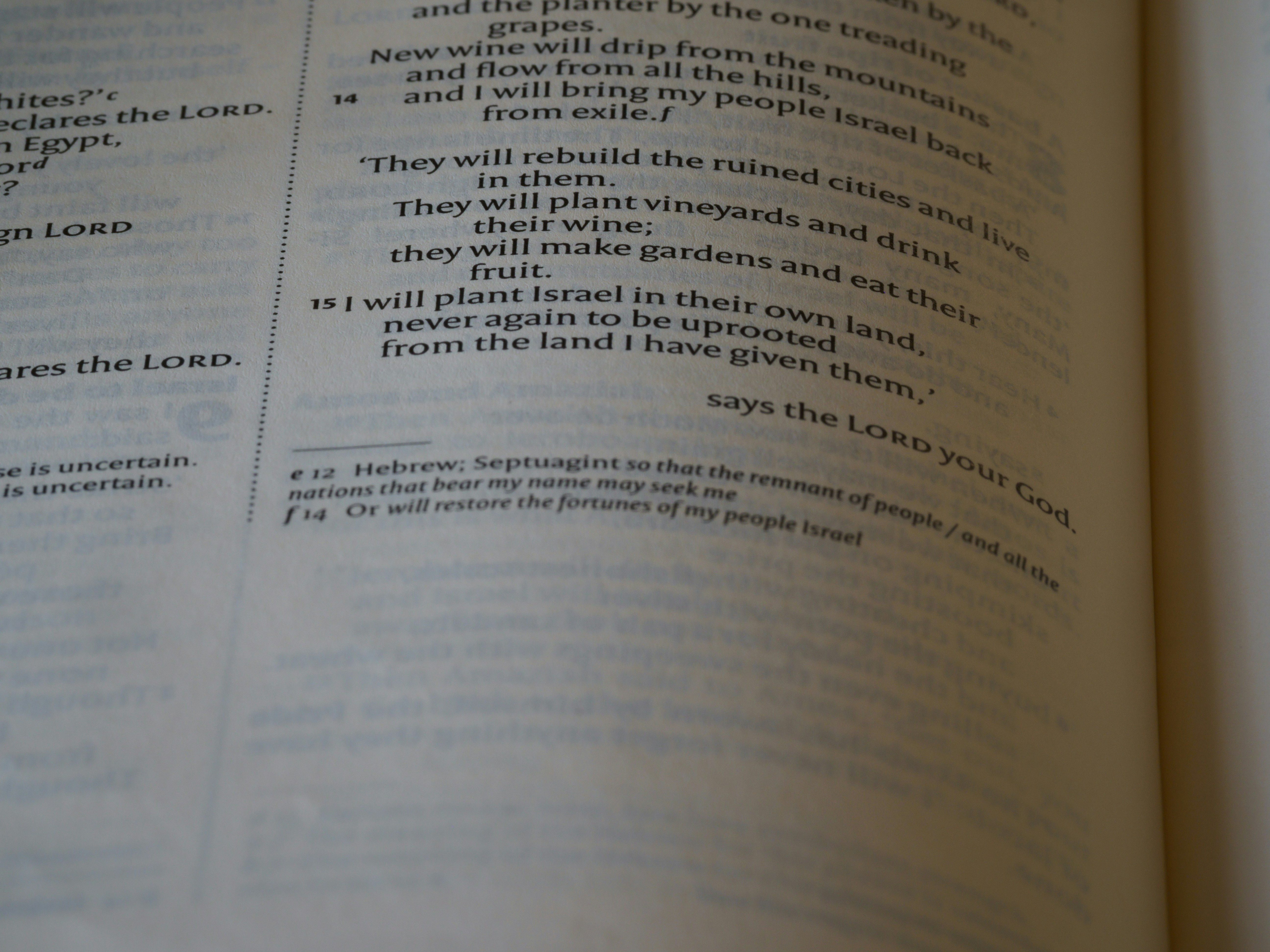 close up, bokeh, macro, blur, blurred background, close focus, bible, old testament, hebrew bible, christian, text, reading, bible study, devotions, New International Version, type, typography, canon, christianity, holy scripture, holy bible, scripture, old testament, restoration, amos,