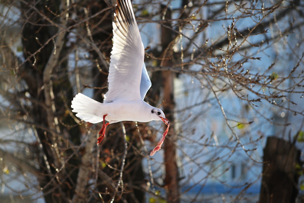 a white bird flying over a tree filled forest
