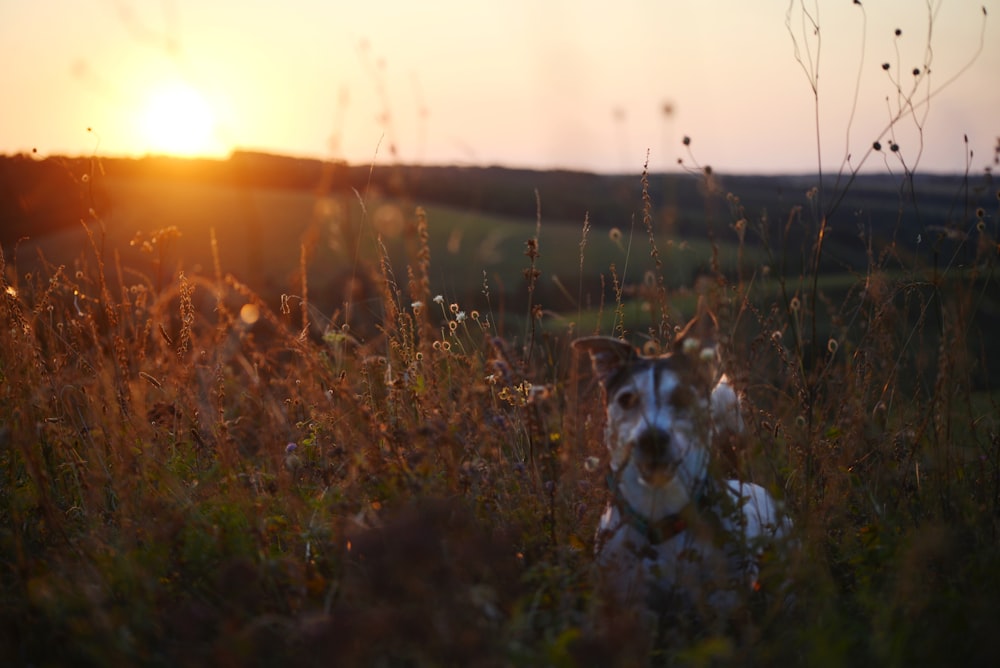 a dog sitting in a field at sunset