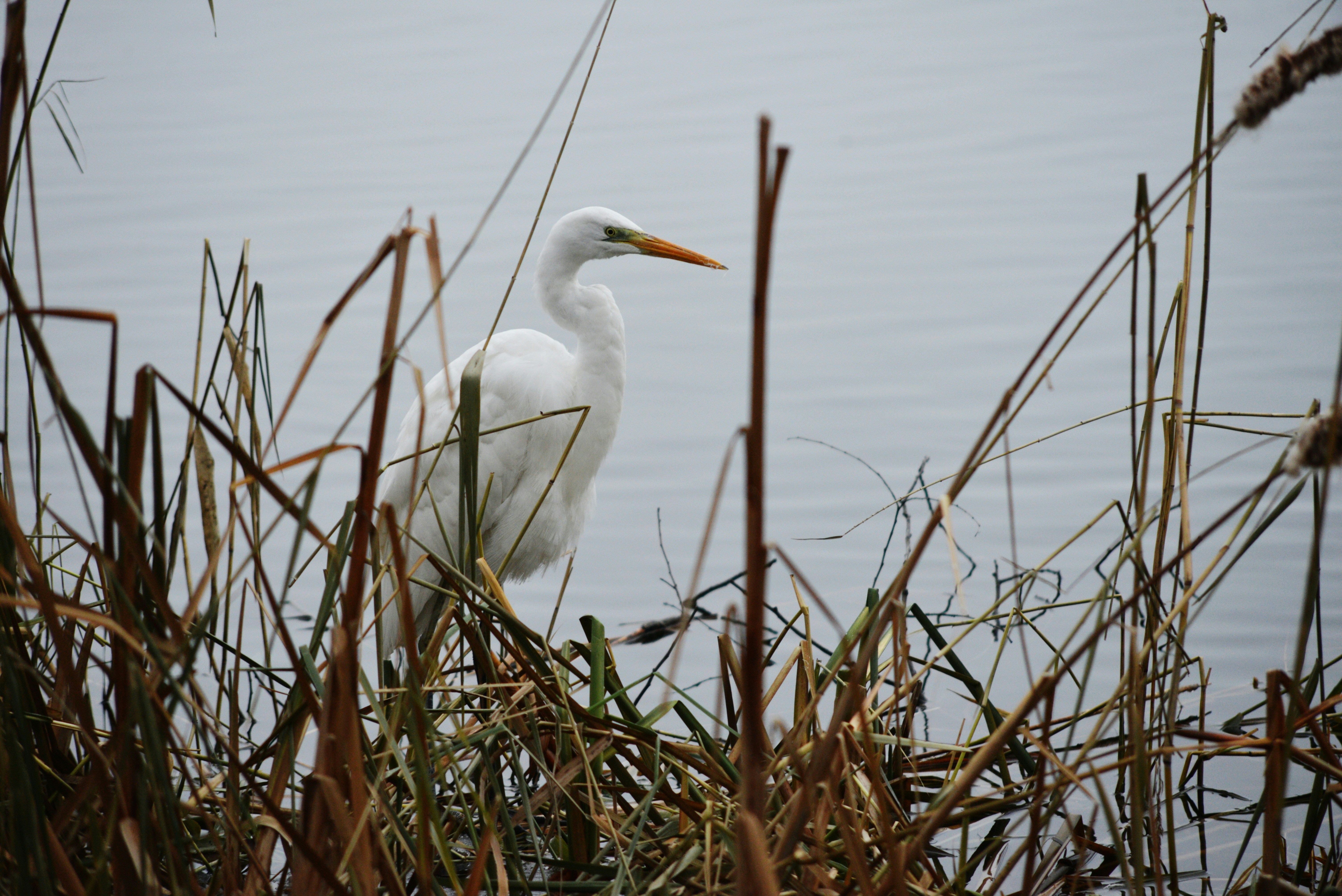 Photo by cherstve_pechivo