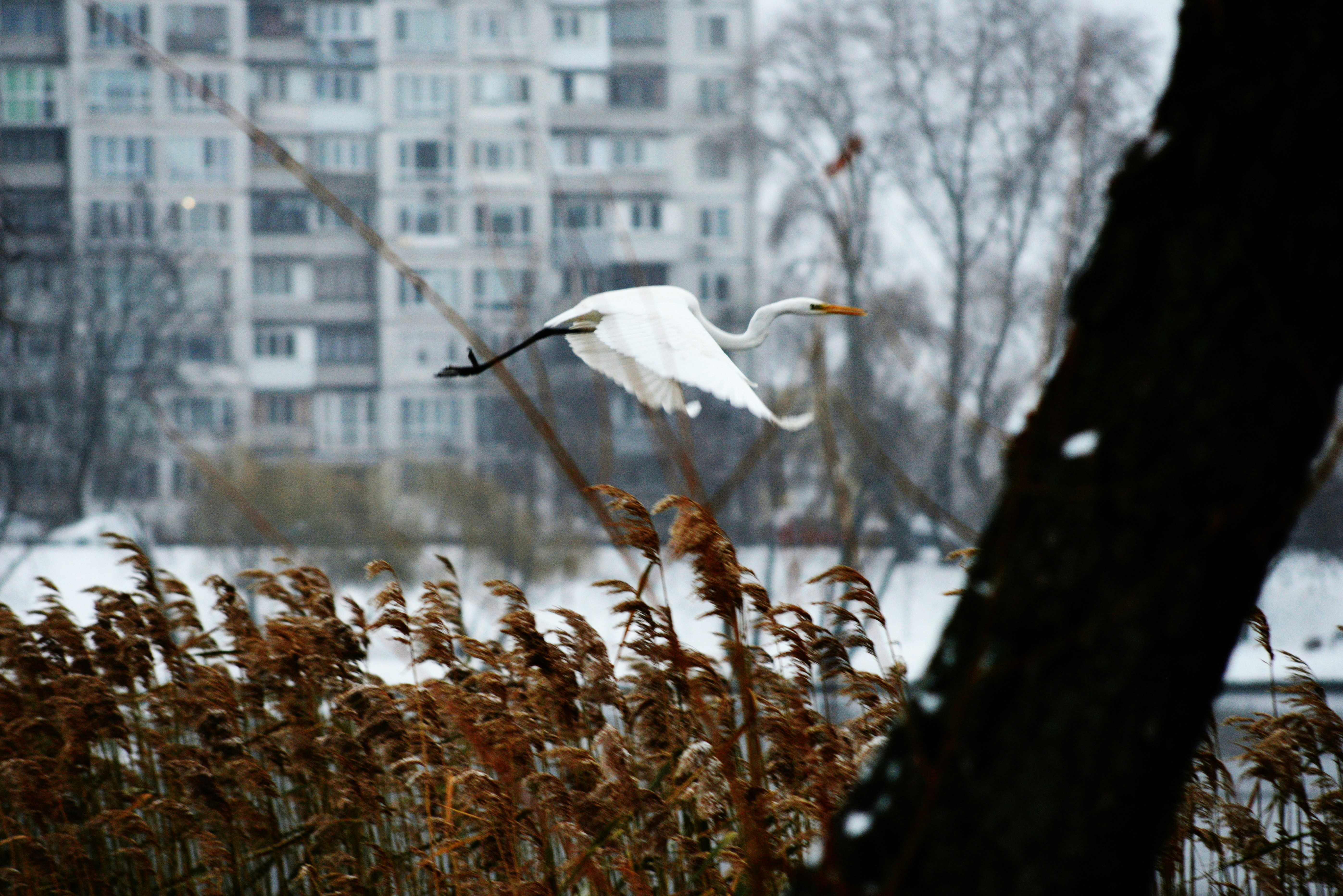 a large white bird flying over tall grass
