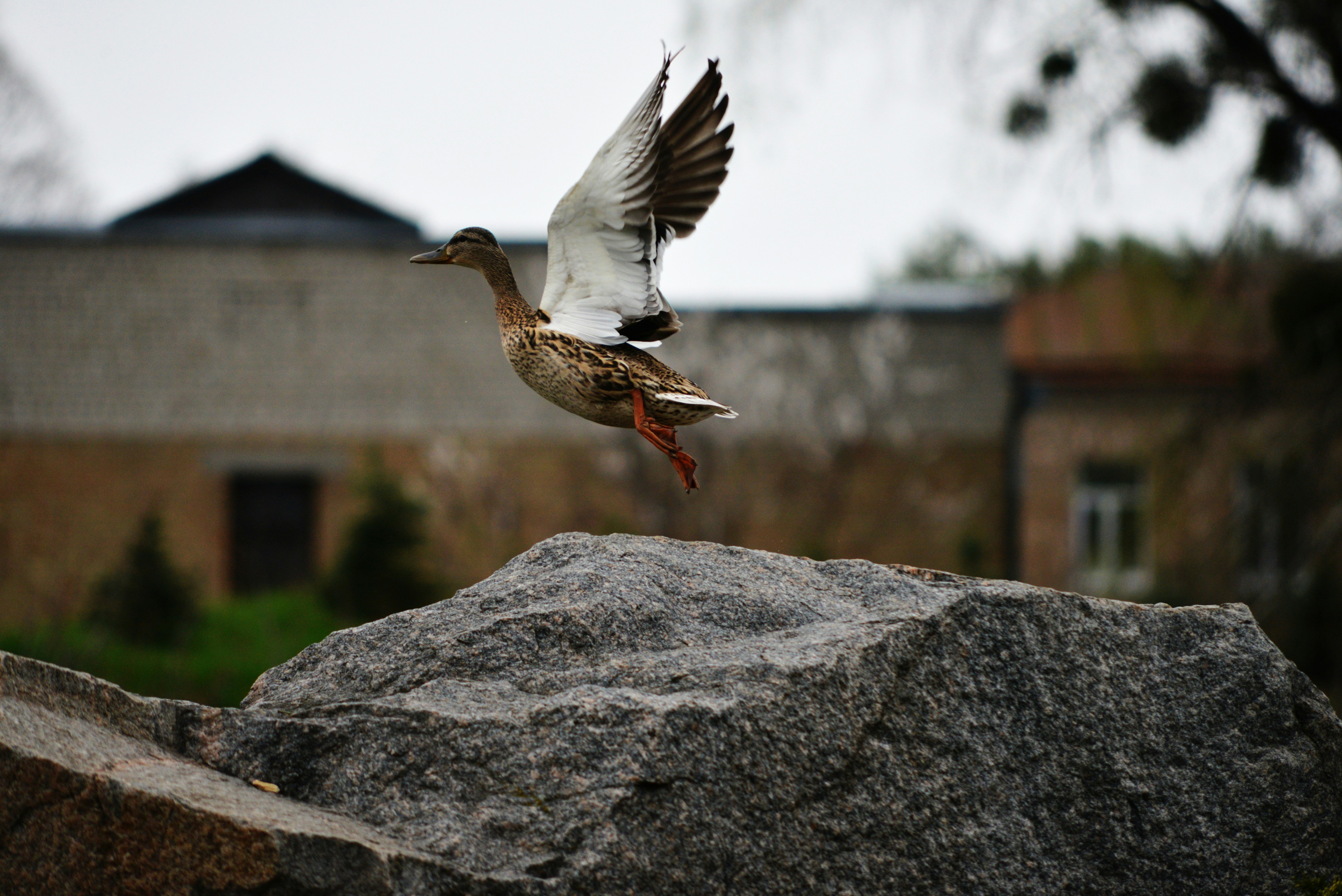 a bird flying over a large rock in front of a building