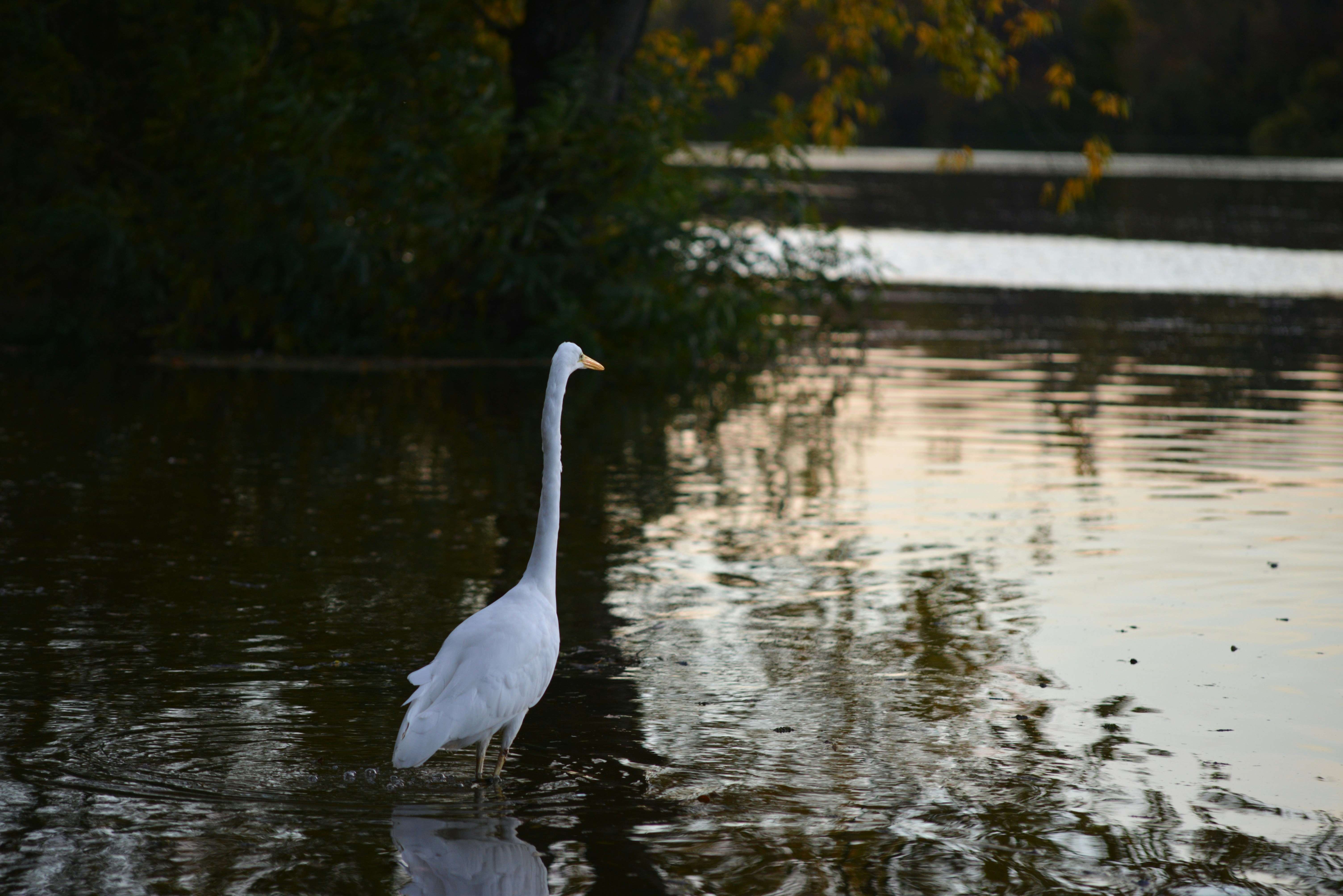 a white bird is standing in the water