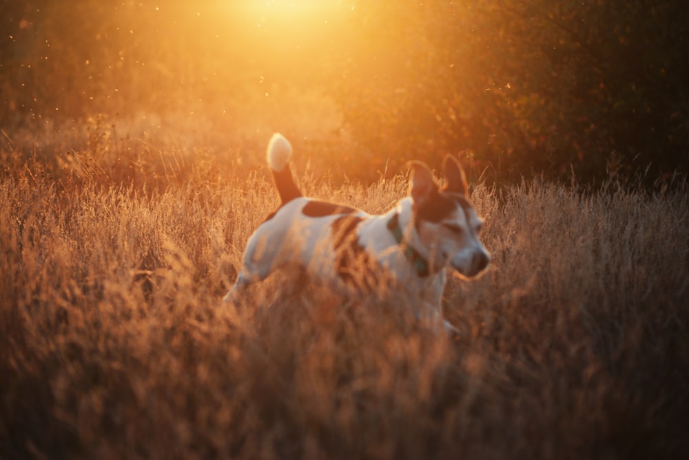 a dog running through a field at sunset