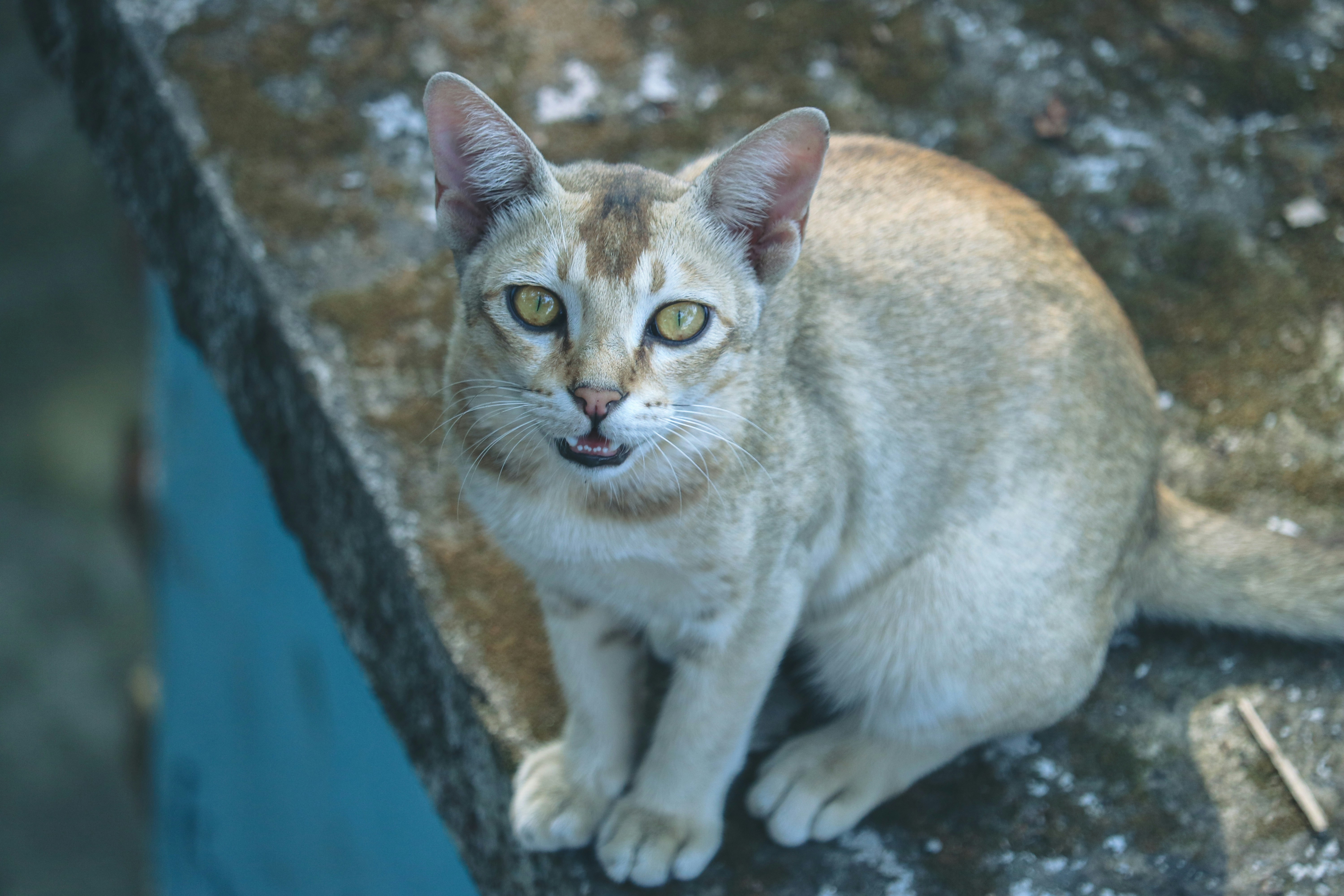 Ceylon: The Tiny Treasure from Sri Lanka (image credits: unsplash)