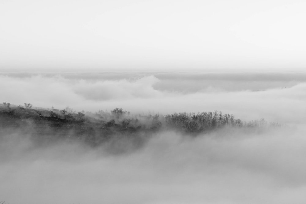 a black and white photo of a foggy forest