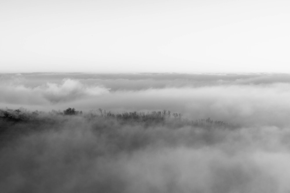 a black and white photo of a foggy forest