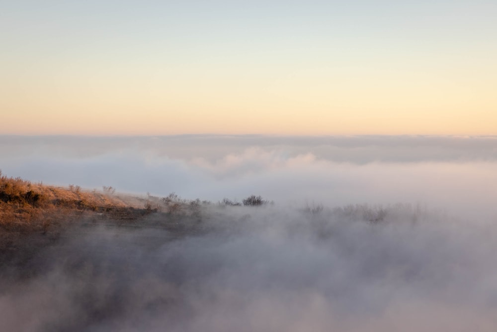 a foggy landscape with trees in the distance