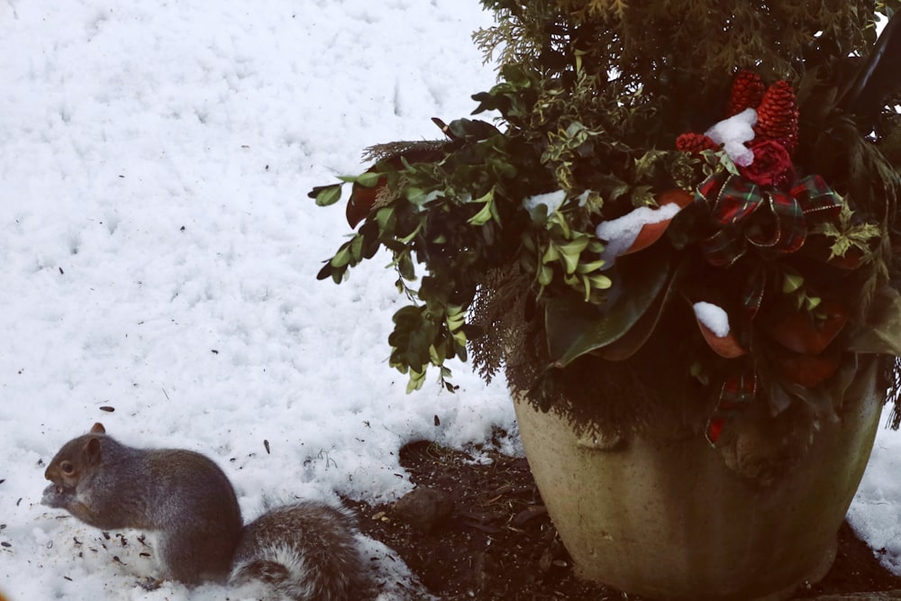 a squirrel standing next to a potted plant in the snow