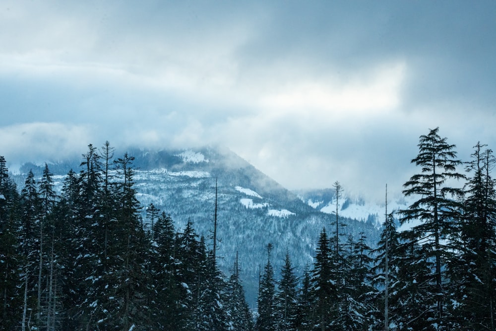 木々に囲まれた雪に覆われた山