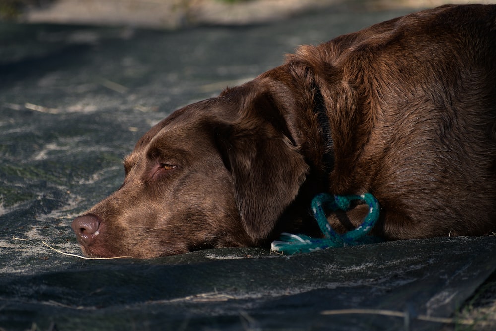 a large brown dog laying on top of a body of water