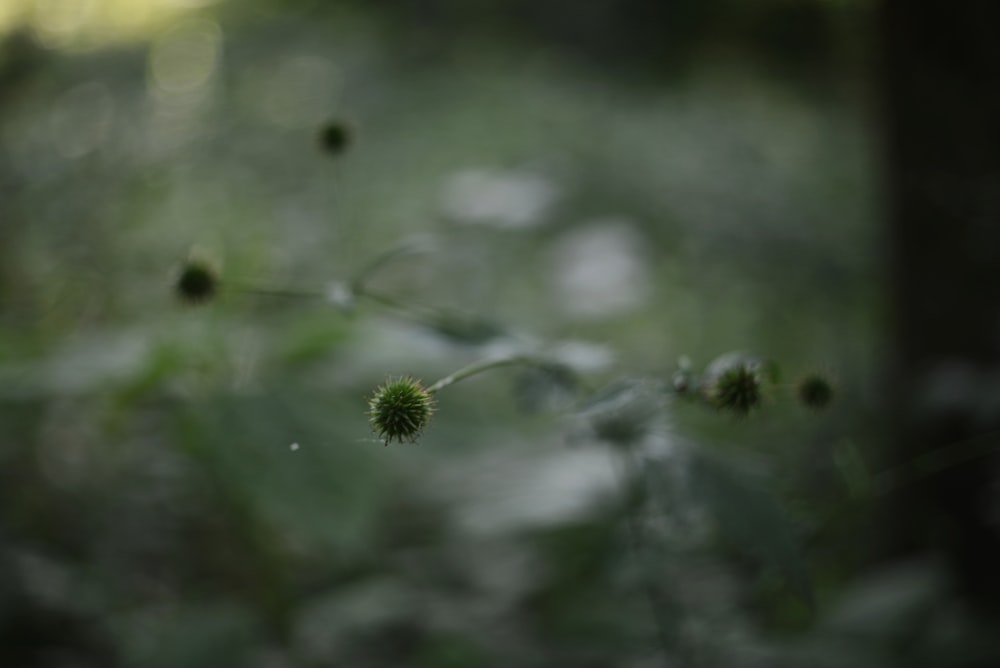a blurry photo of a plant in the woods