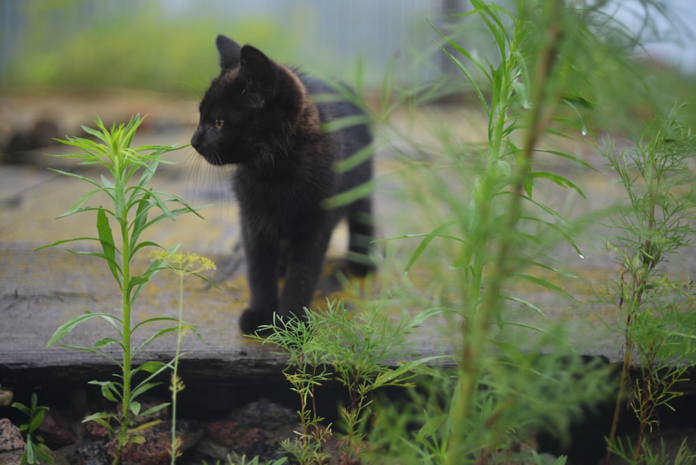 a black cat is walking through the grass