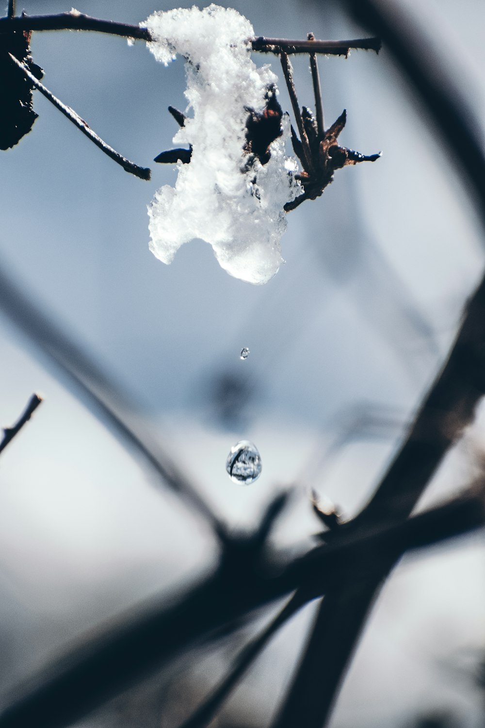 a close up of a tree branch with snow on it