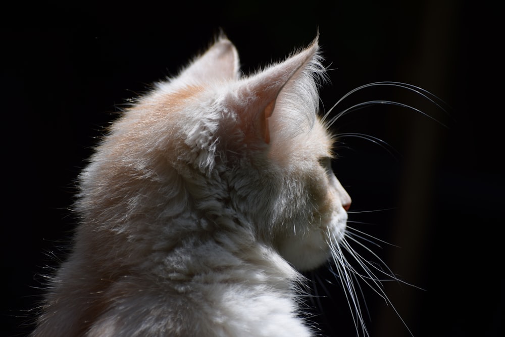 a close up of a cat with a black background