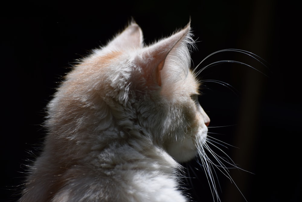 eine Nahaufnahme einer Katze mit schwarzem Hintergrund