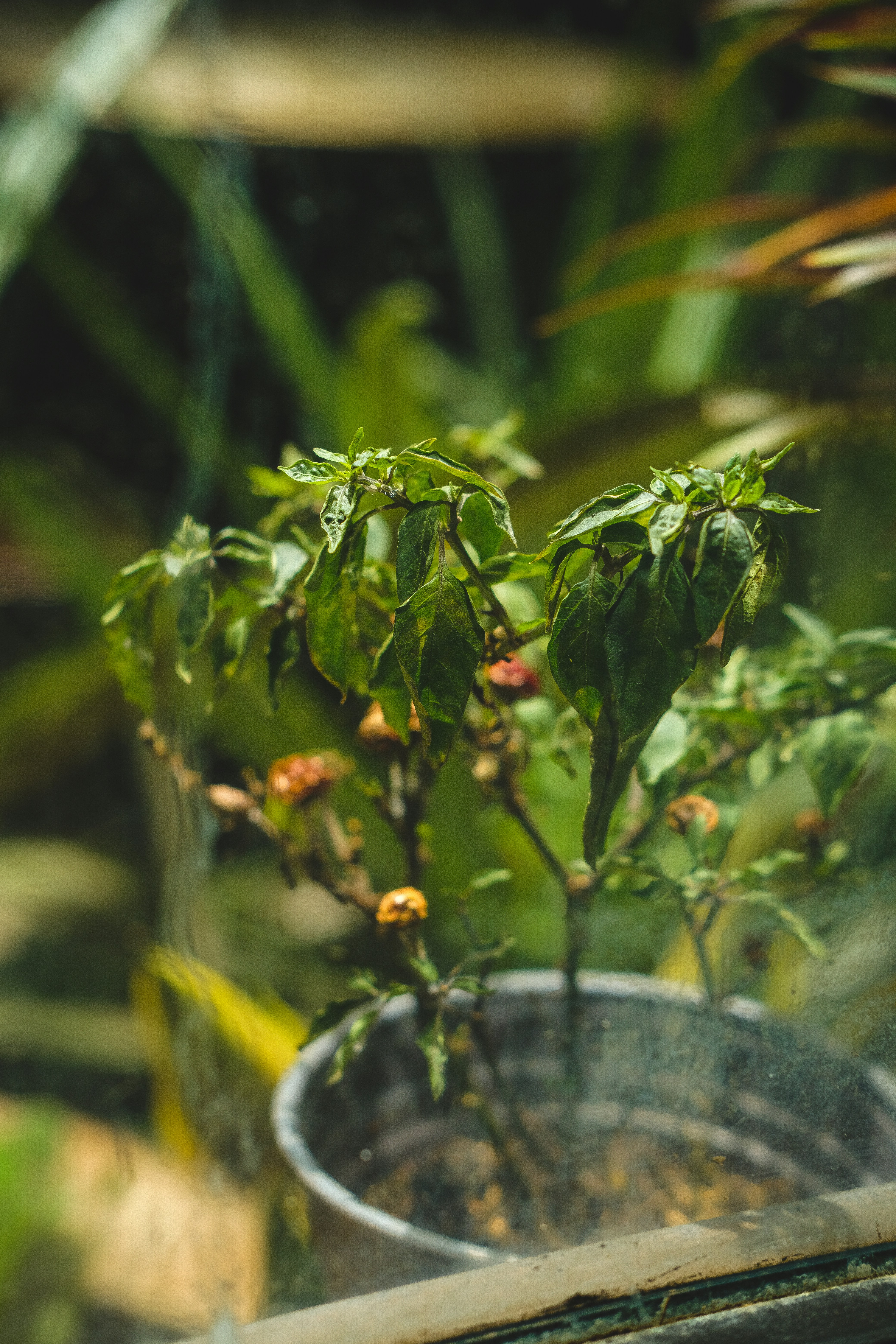 Photo by nganduong93